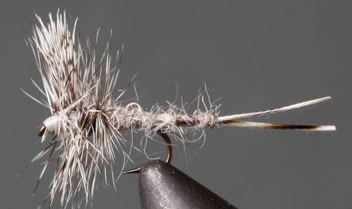 Callibaetis – Thorax