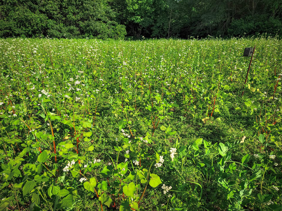 Domain Pounder - Buckwheat