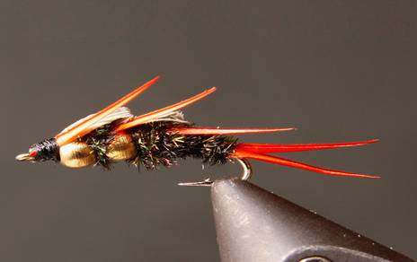 DB Peacock Stonefly Nymphs