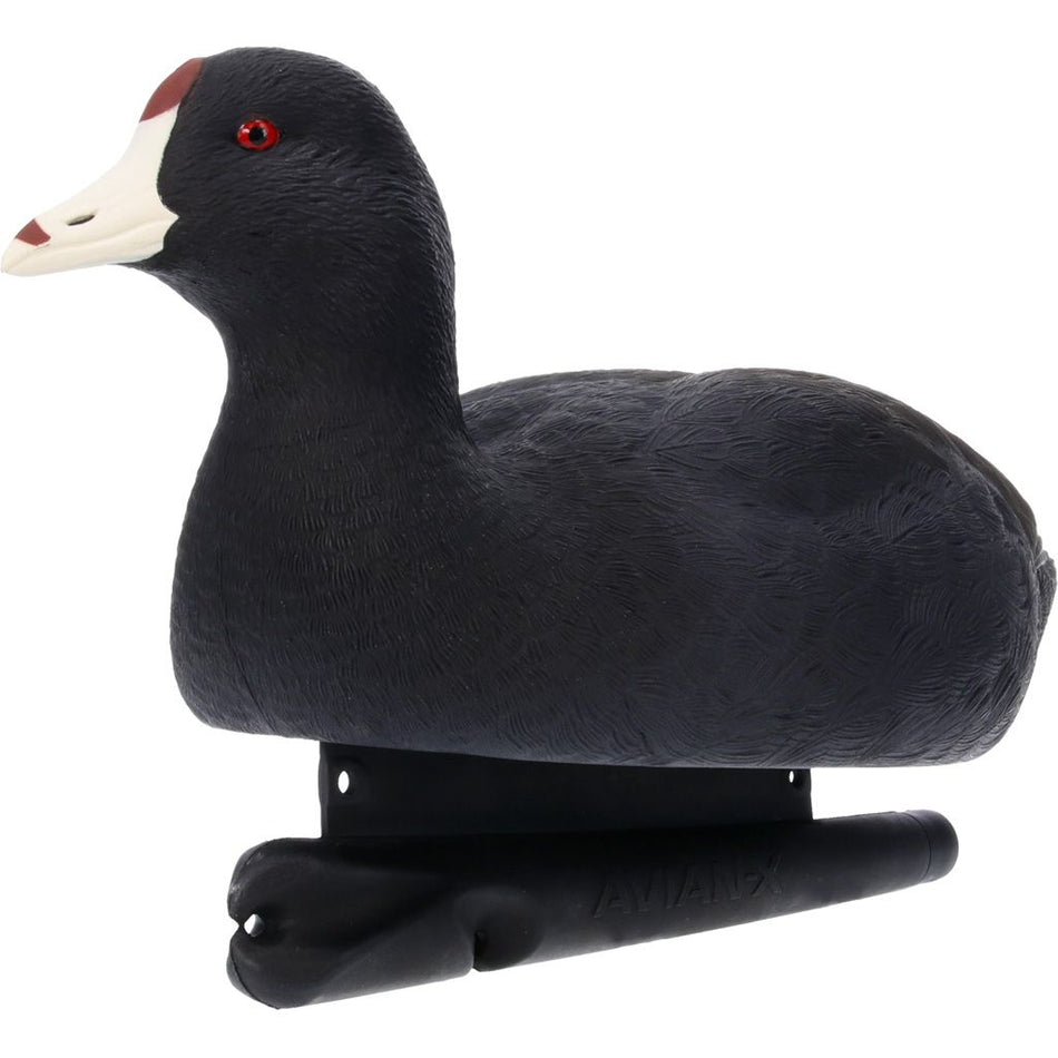 AVX-COOT
