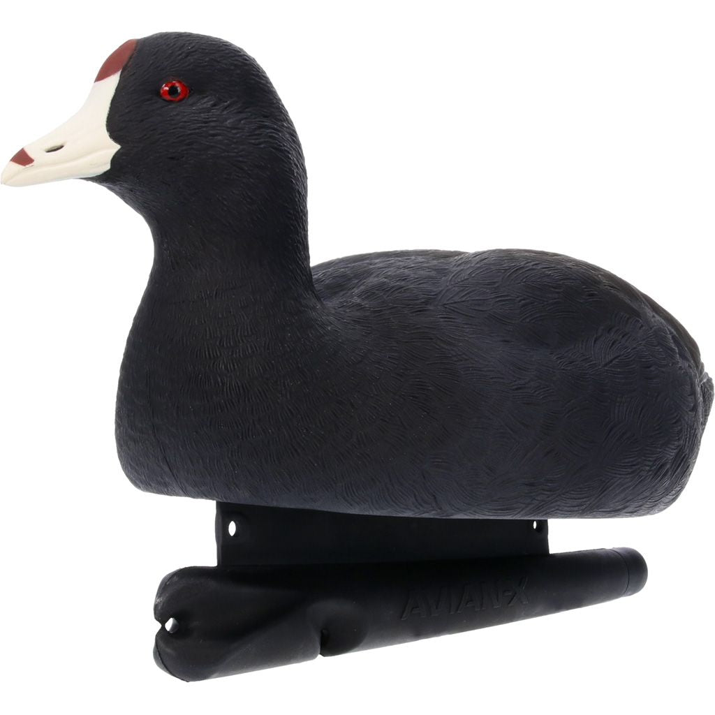 AVX-COOT