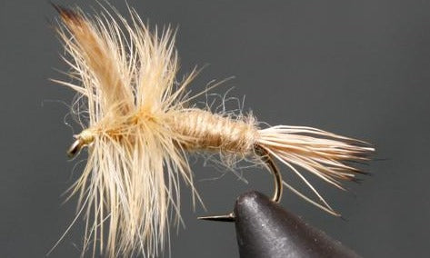 Light Cahill - Wulff